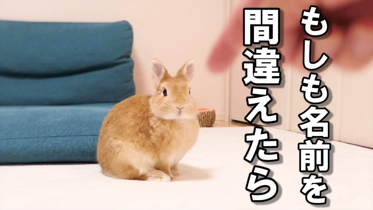 名前を間違って呼ばれたうさぎちゃんたちは…？かわいい反応にほっこり！【動画ニュース】【どうぶつ】