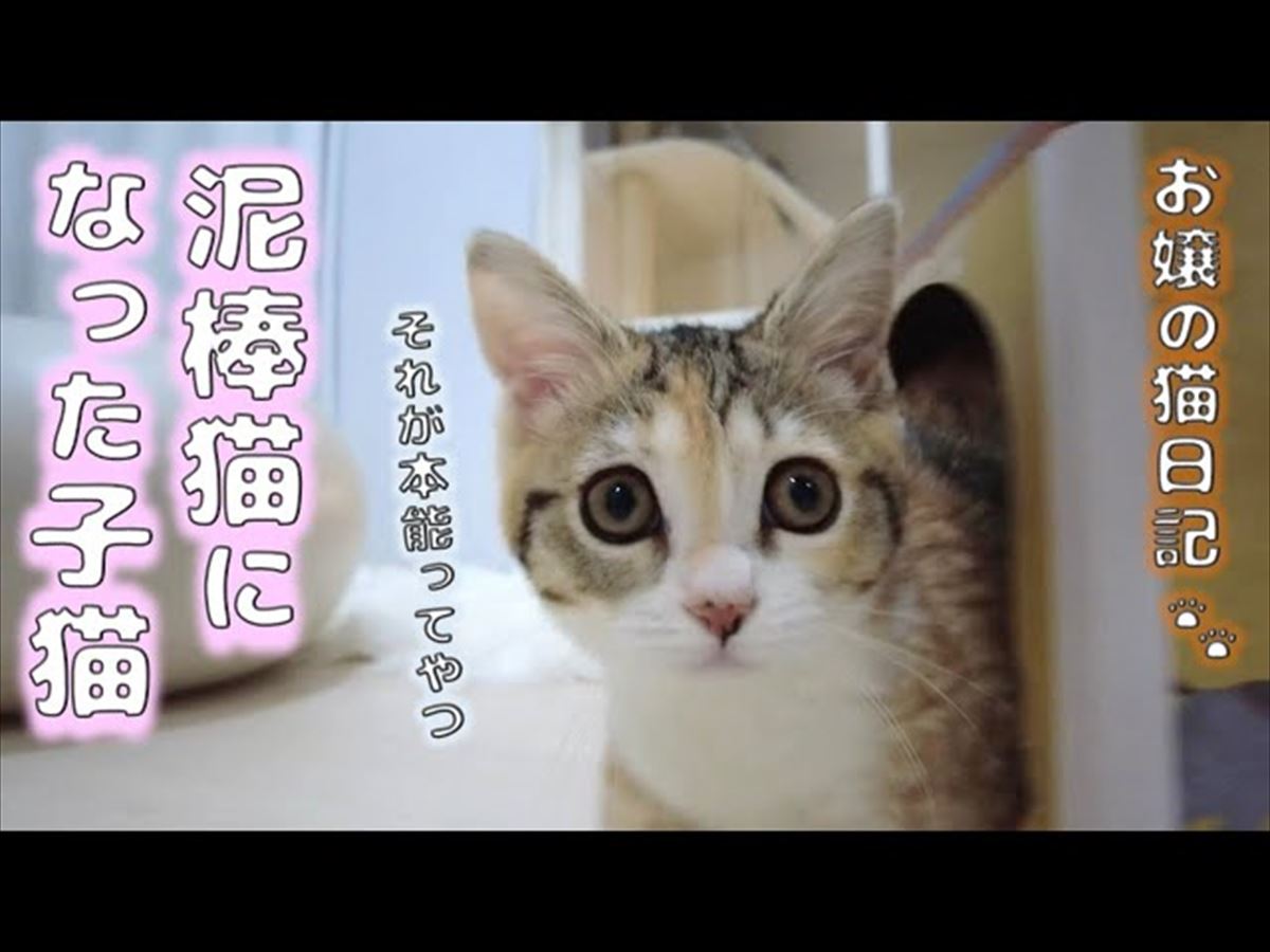 子猫ちゃんがおやつをおねだり！いたずらっ子な姿もかわいいのです!!【動画ニュース】【どうぶつ】