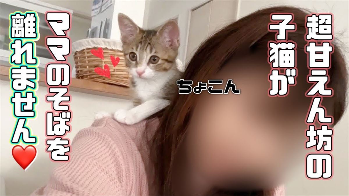 子猫ちゃんは甘えたい盛りなんです！かわいい姿に胸がキュンキュンしちゃいます!!【動画ニュース】【どうぶつ】