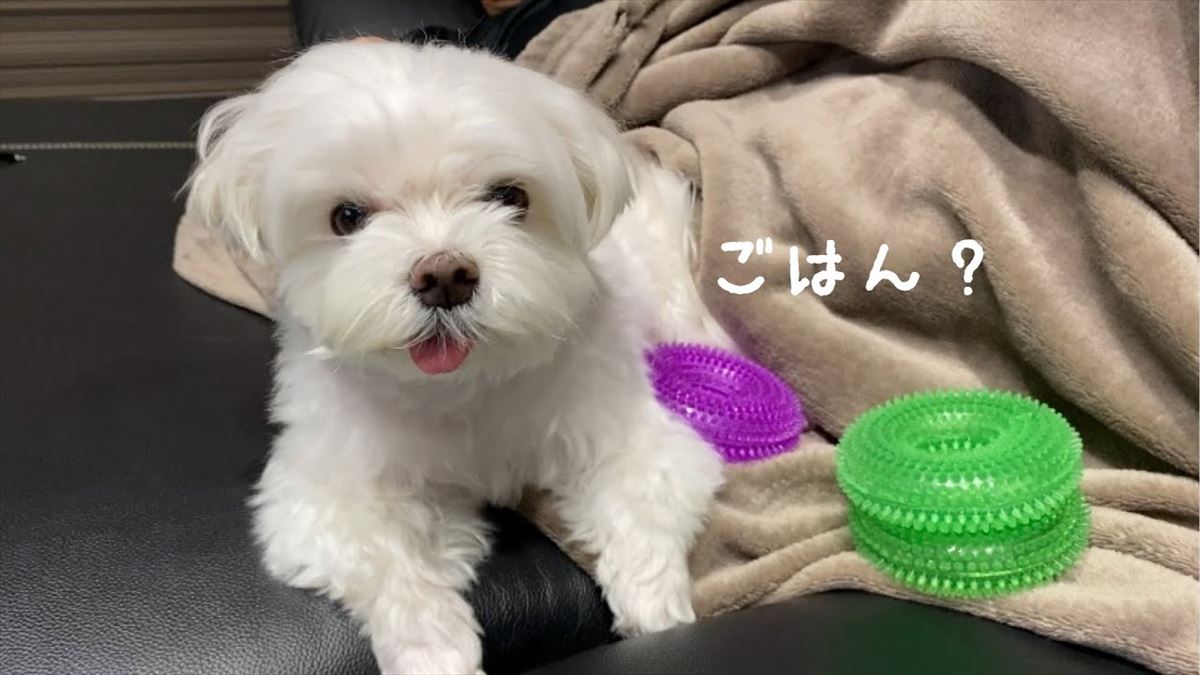 子犬ちゃん、起きたばかりでボーッ！かわいい寝起きの姿に思わず声をかけたくなる!!【動画ニュース】【どうぶつ】